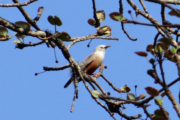 Photo Bifurquer oiseau fleur faune