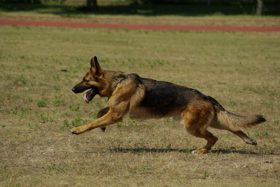 ランニング 犬 動物 ペット