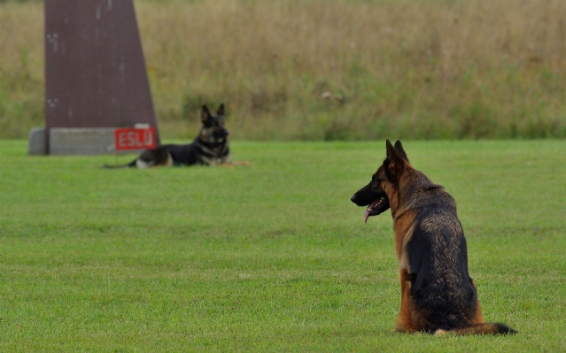 Gras hund tier säugetier Foto