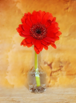 花 植物 花弁 咲く 写真