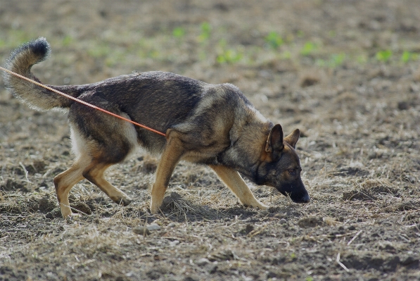 Dog wildlife mammal fauna Photo