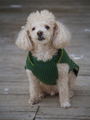 Foto Filhote de cachorro animal bicho estimação