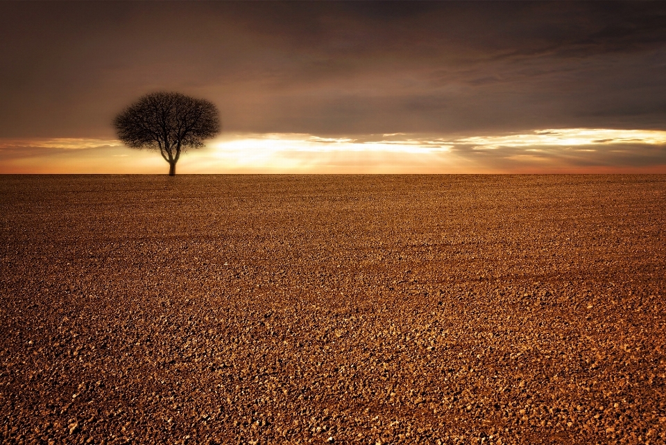 Paysage mer arbre nature