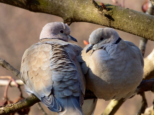 Photo Bifurquer oiseau faune le bec