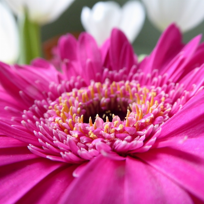 Natura fiore pianta petalo