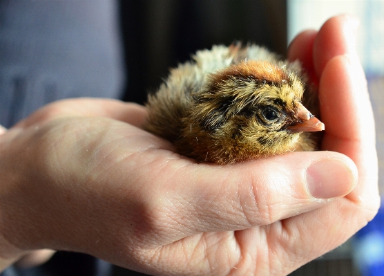 手 鳥 ふわふわ 安全 写真