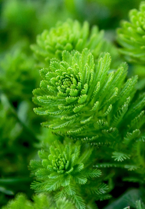 Grass ocean plant leaf