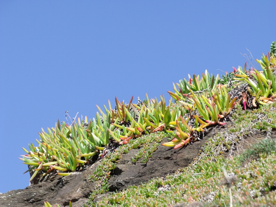 Coast tree grass branch