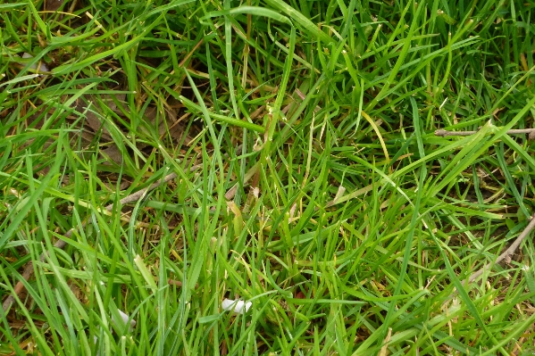 Nature grass plant lawn Photo