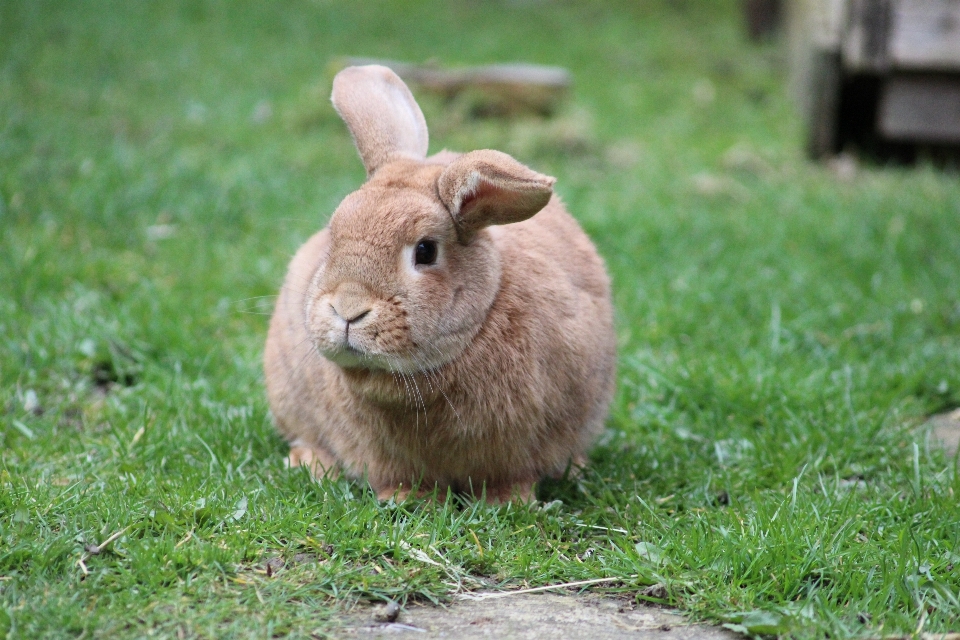 Gras tier niedlich tierwelt