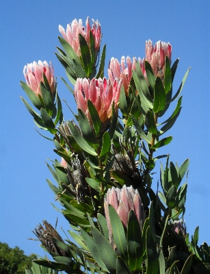 Nature blossom plant flower Photo