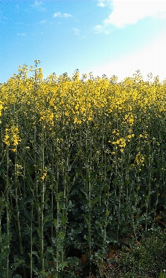 Nature blossom plant field Photo