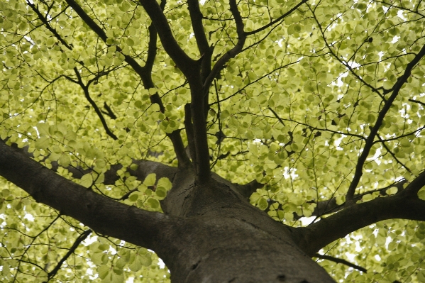 Landscape tree nature forest Photo