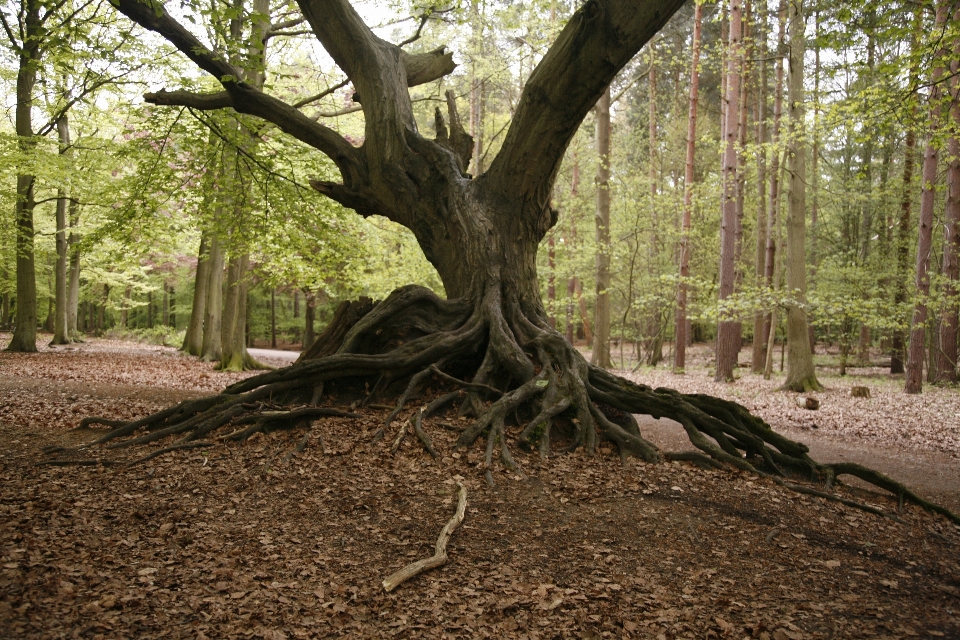 Tree nature forest branch