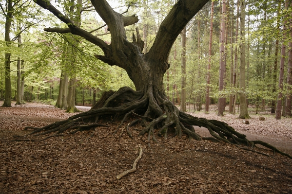 Tree nature forest branch Photo