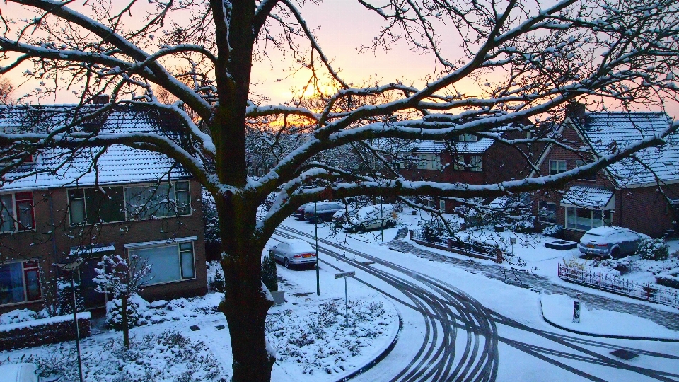 Tree nature branch snow