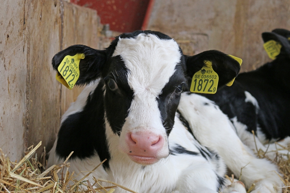 Grange pâturage
 mammifère agriculture