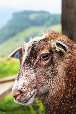 Foto Rumput bidang margasatwa kambing