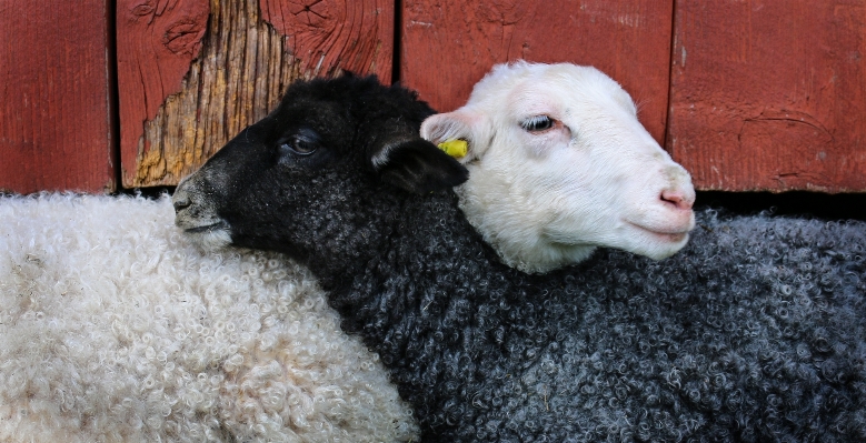 Sheep mammal lamb friends Photo