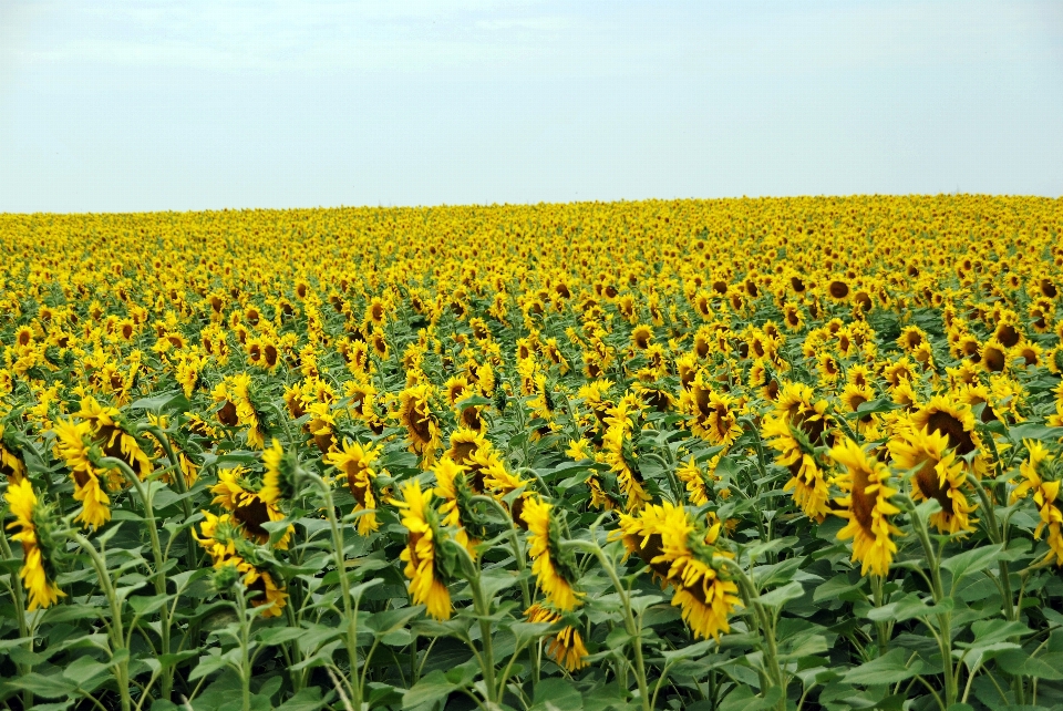 Landscape nature outdoor blossom