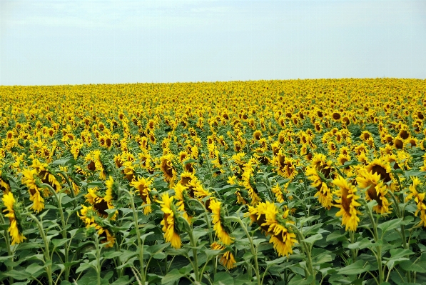 Landscape nature outdoor blossom Photo