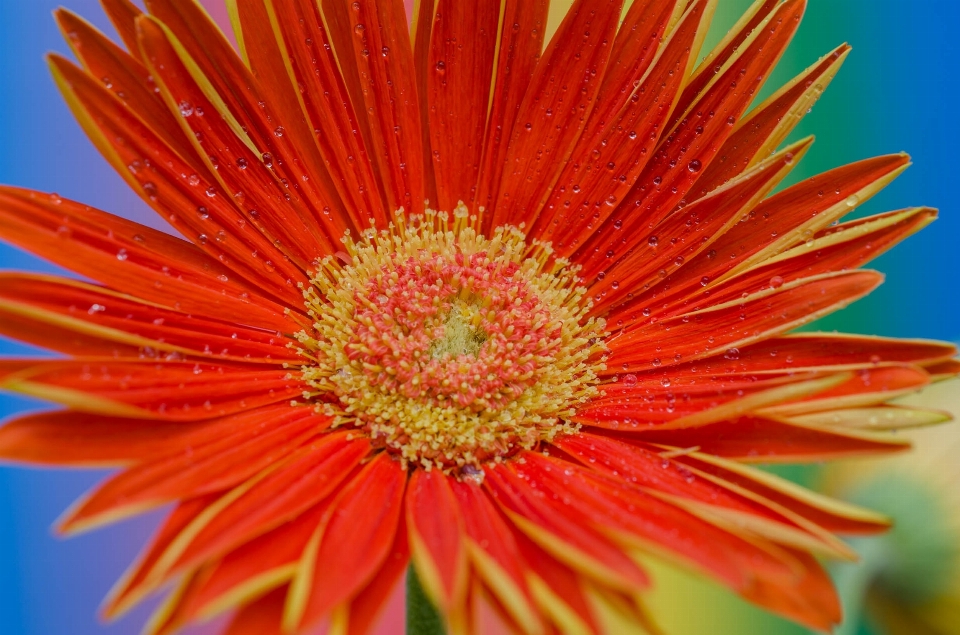 Blossom plant photography flower