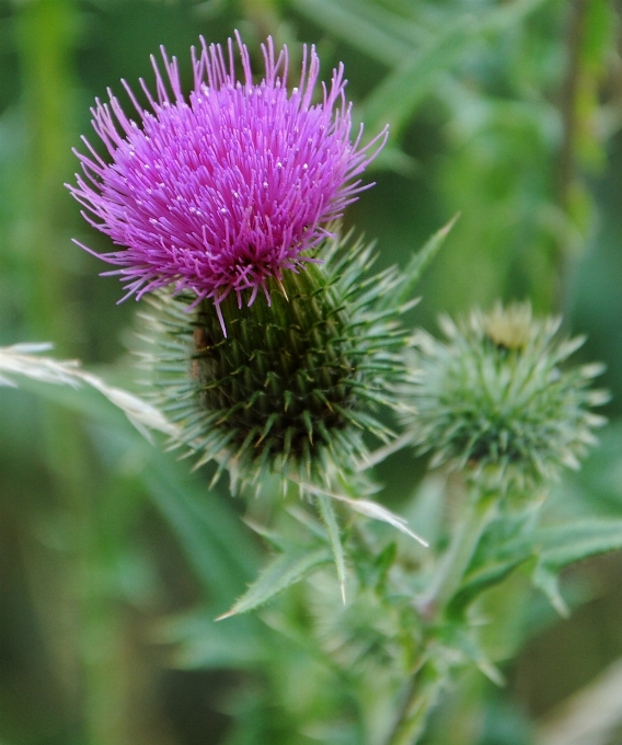 Natur blüte anlage blume