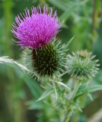 Natur blüte anlage blume Foto