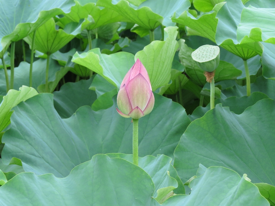 Plant leaf flower petal