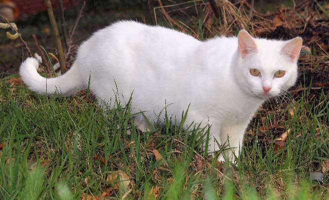 Grass white flower animal Photo