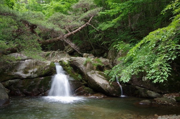 Nature forest waterfall wilderness Photo