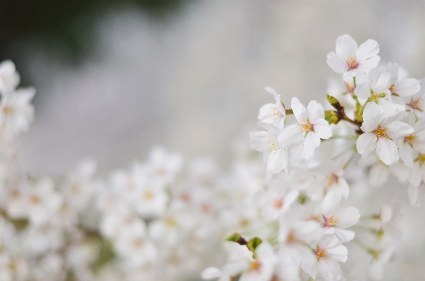 Zweig blüte anlage weiss Foto