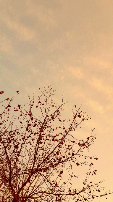 Tree branch blossom winter