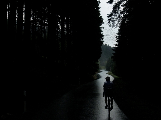 Foto Alam hutan bayangan hitam lampu