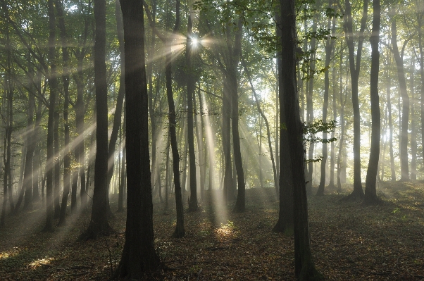 Tree nature forest wilderness Photo