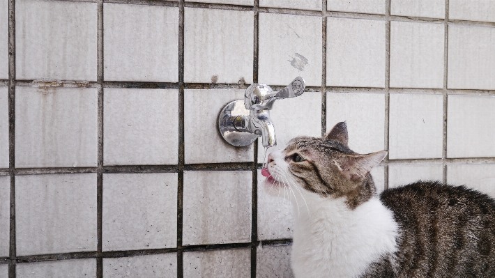 Foto Bicho de estimação gato mamífero beber água