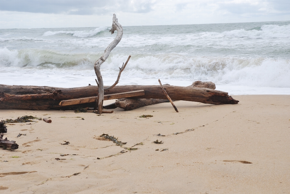 Praia paisagem troncos
 mar