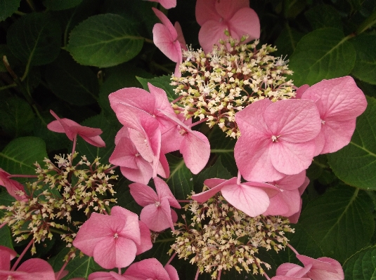 Blossom plant leaf flower Photo