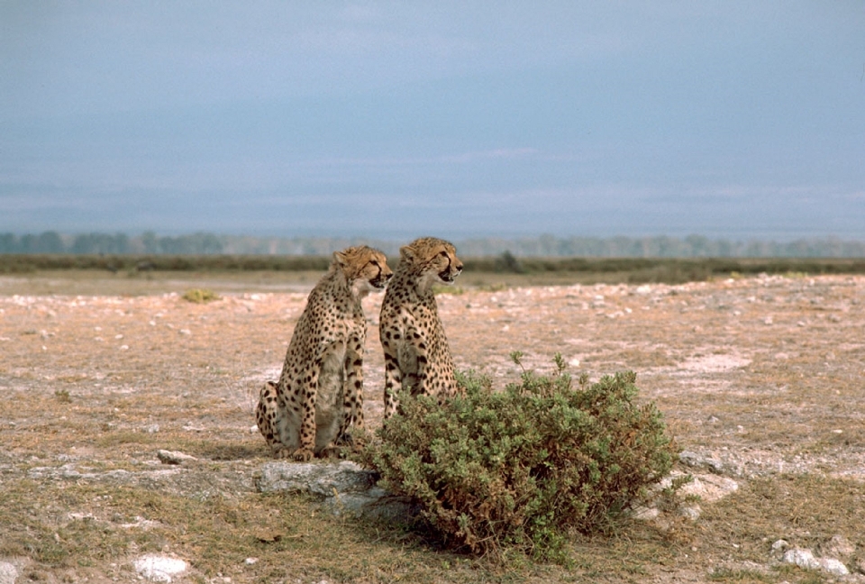 Natureza animais selvagens selvagem sentado