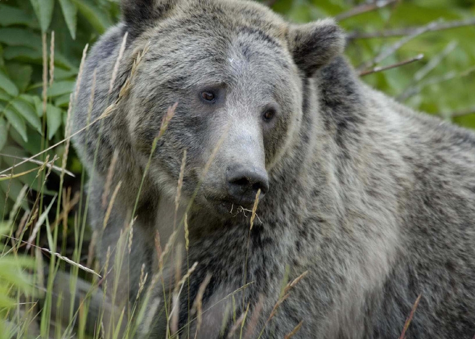 Naturaleza mirando oso fauna silvestre