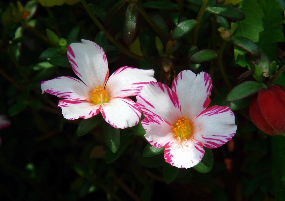 Natur blüte anlage weiss