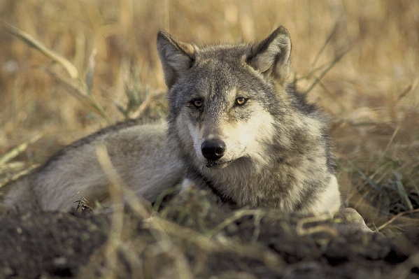 Foto Natura guardare animali selvatici mammifero