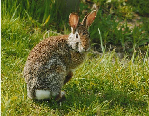 Foto Natura erba prateria
 carino