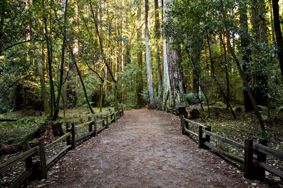 Albero natura foresta sentiero