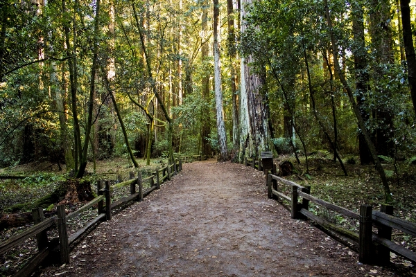 Foto árvore natureza floresta caminho