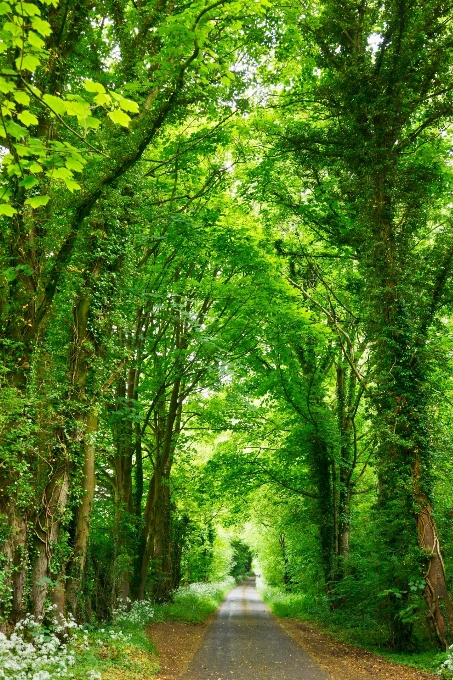 Lanskap pohon alam hutan