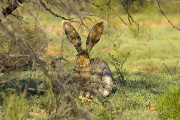 Zdjęcie Natura trawa patrząc dzikiej przyrody