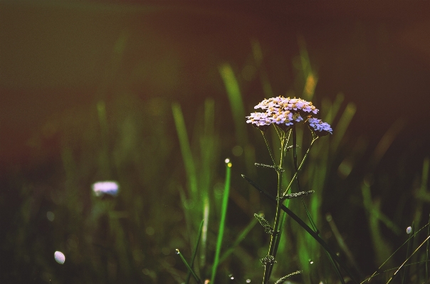 Nature grass blossom dew Photo