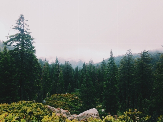 Landscape tree nature forest Photo