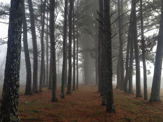 Photo Paysage arbre nature forêt